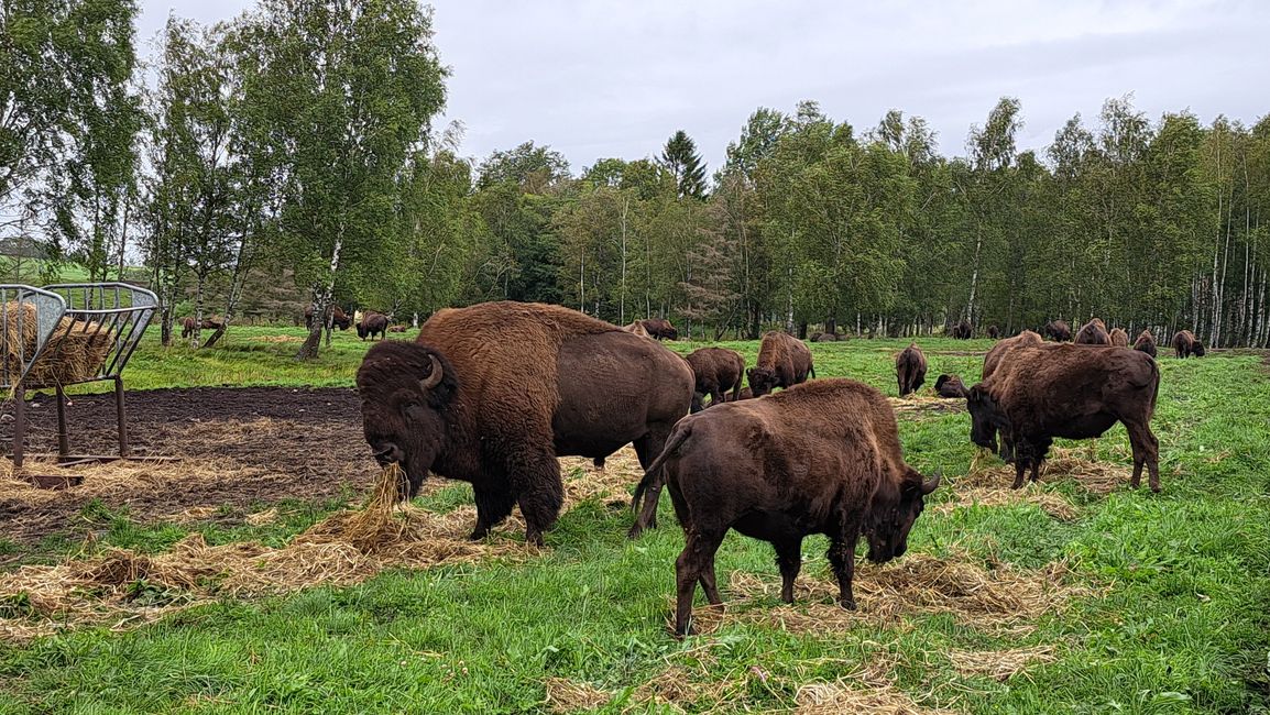 Bisons