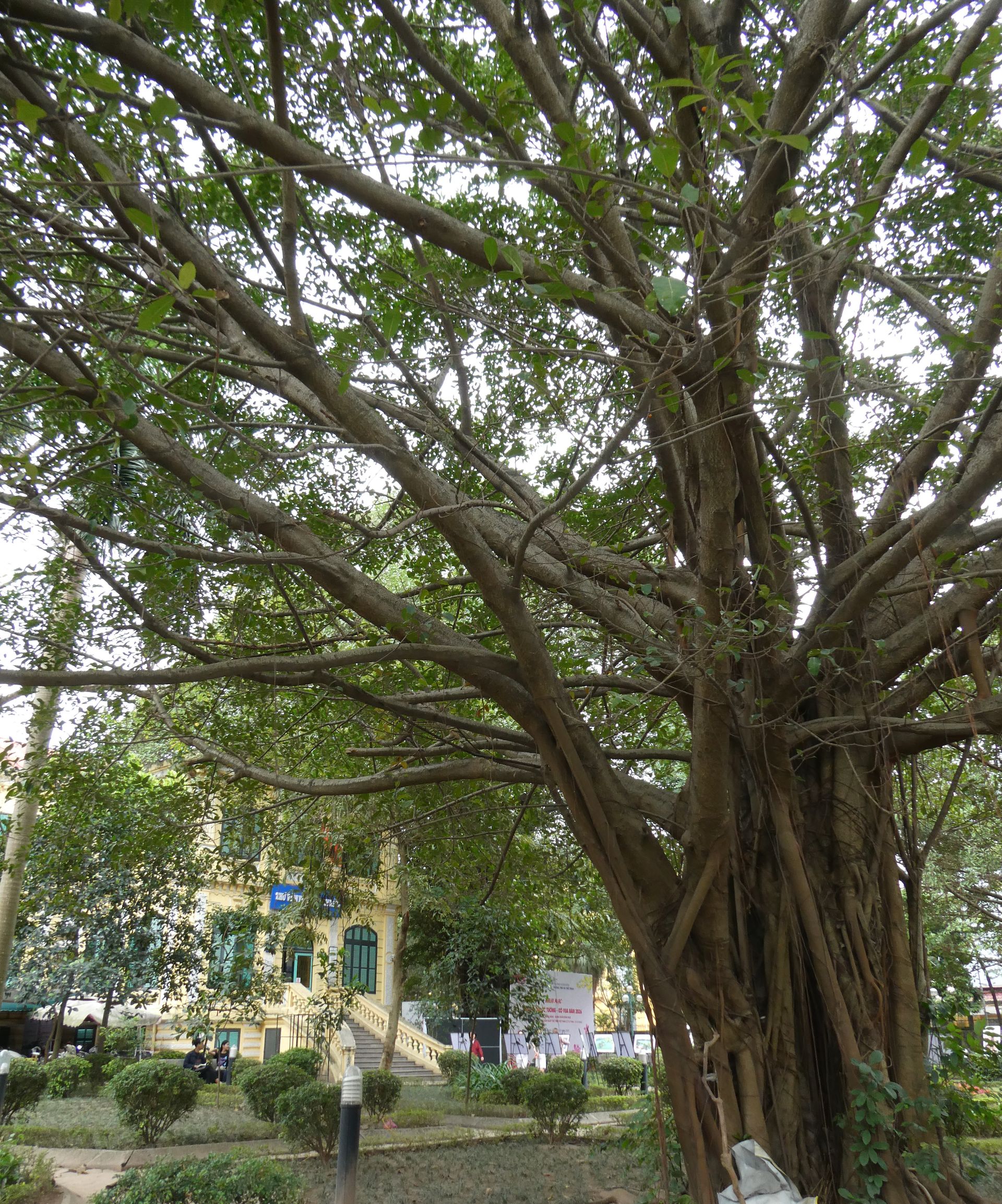 Figuier, le grand frère du Ficus Benjamin