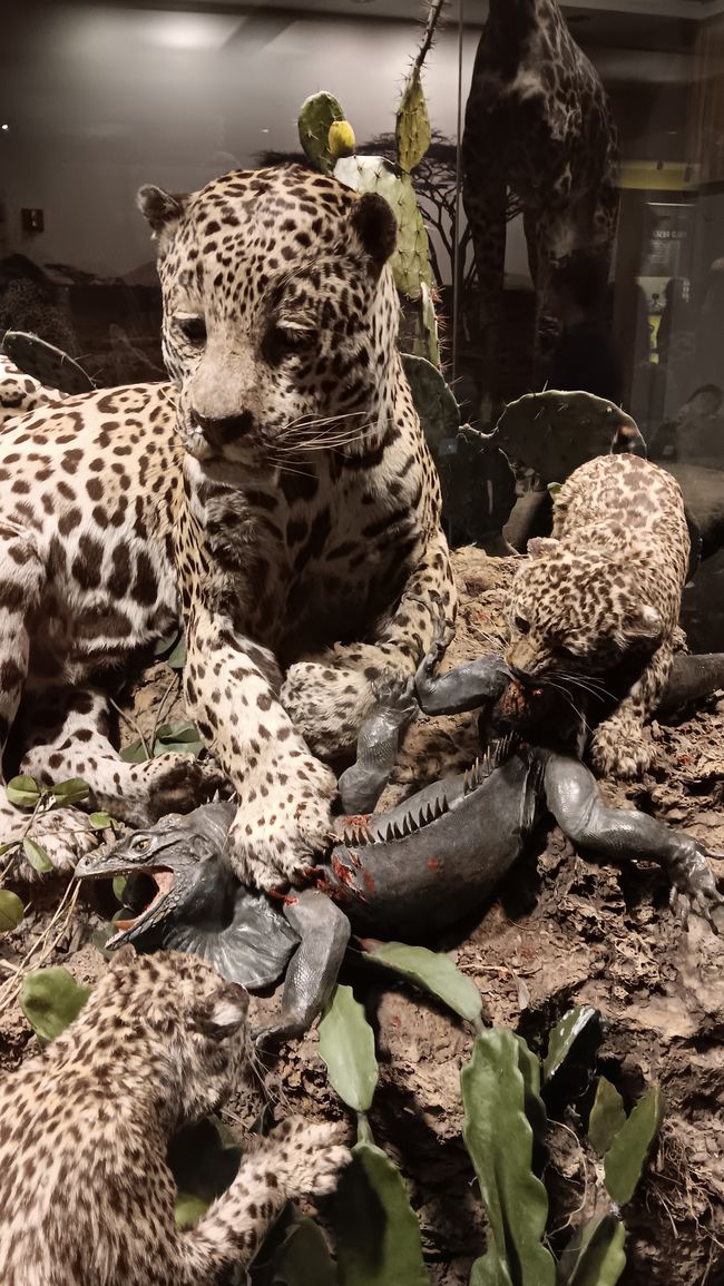 Museum of natural history I