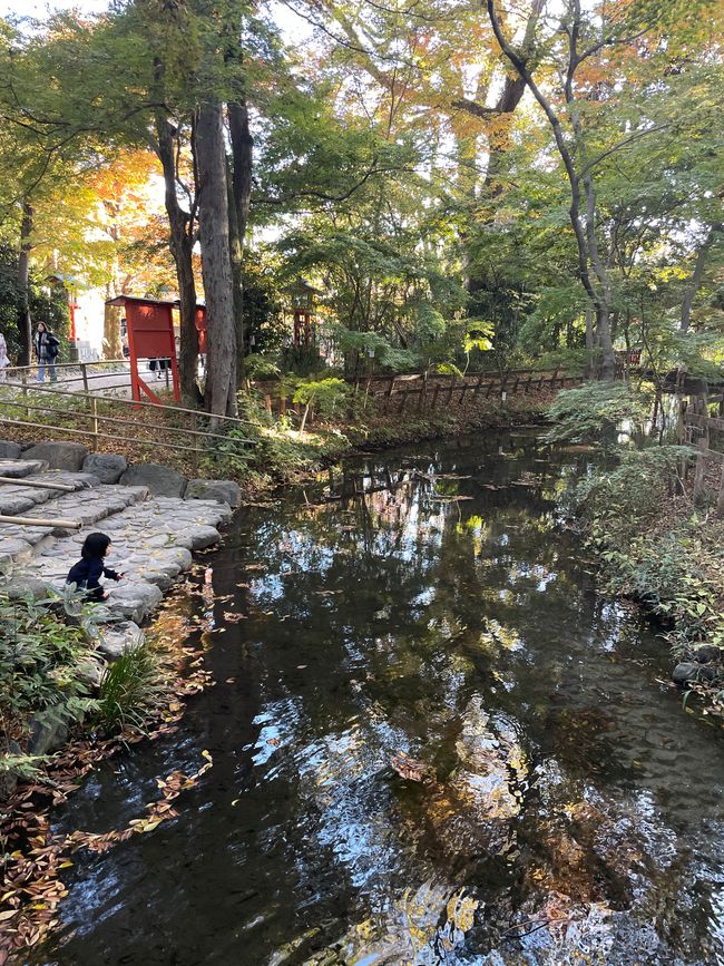Goldfischteich