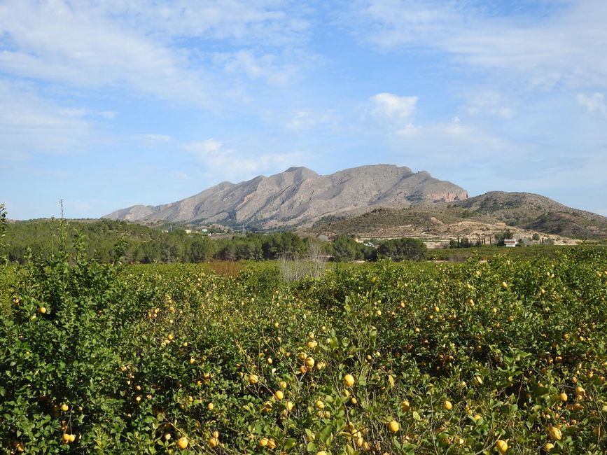 Endless fields of lemon and orange trees and behind them the mountains.