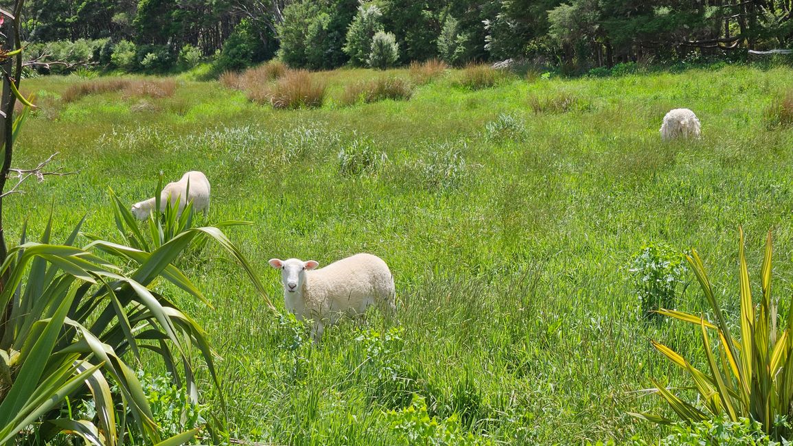 Picton - Queen Charlotte Track