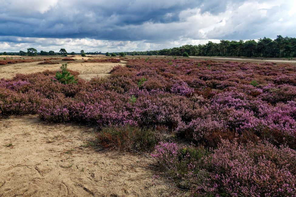 In der Hoge Veluwe