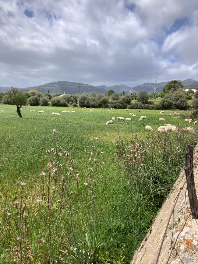 Mit dem Fahrrad von Binissalem zum Castle d‘ Alaro