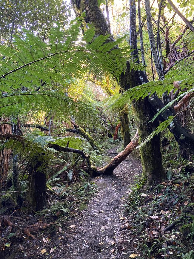 Track durch den Regenwald
