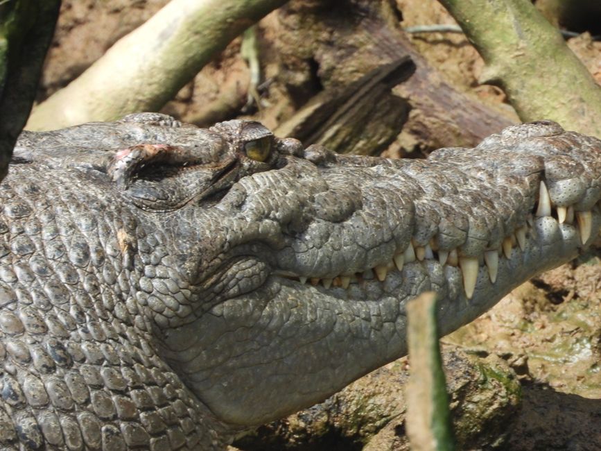 Tag 30, 24. Mai: Ultima crociera sul fiume Daintree