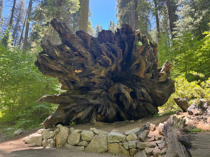 Sequoia National Park