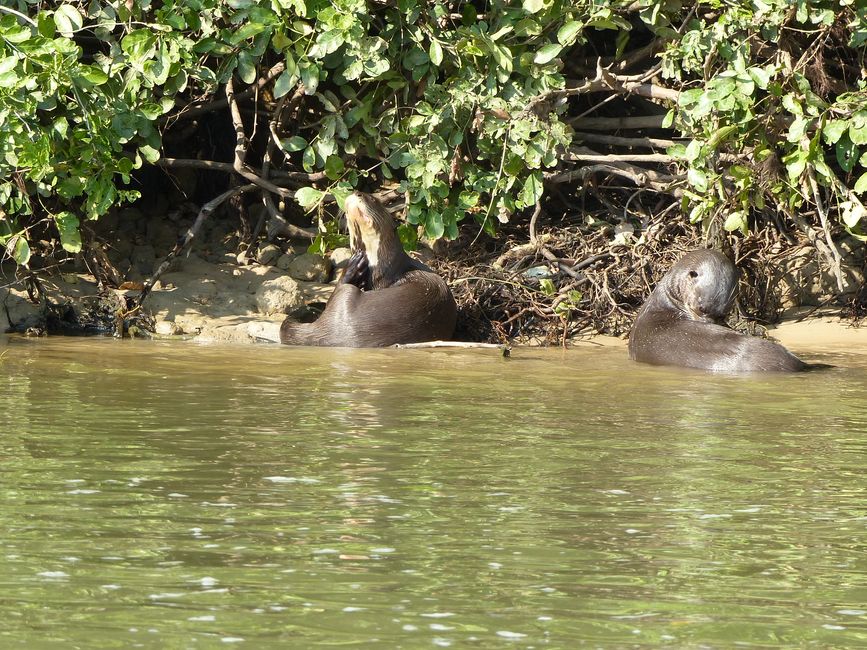 Brazil Pantanal River Cruise