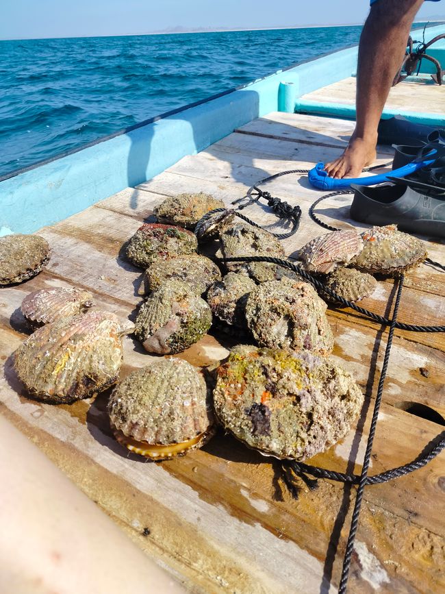 Isola di Masirah