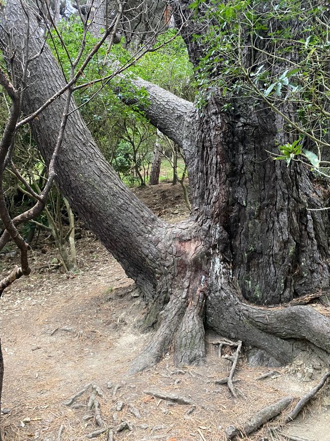 Baum auf dem Frodo liest