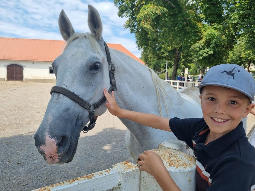 Lipizzaner, Lipica