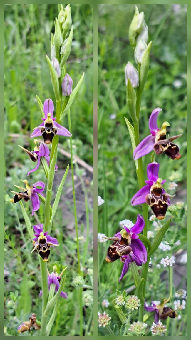 Bienen -Ragwurz