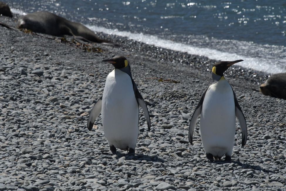 Königspinguine / King penguins