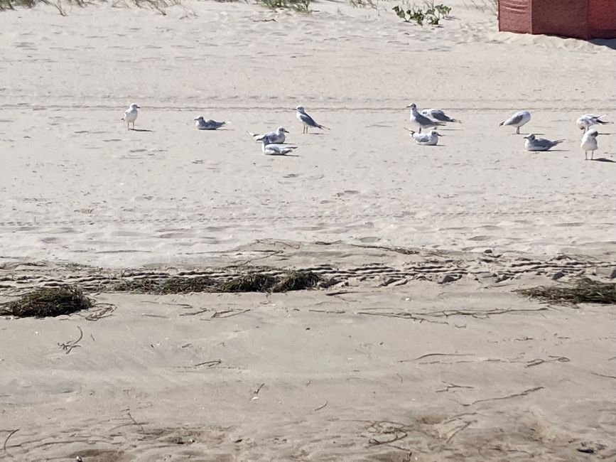 Karlshagen - immer mehr, immer mehr, immer mehr…