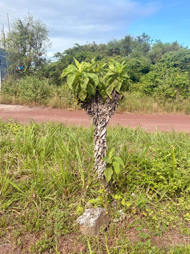 Santa Cruz (Galápagos)