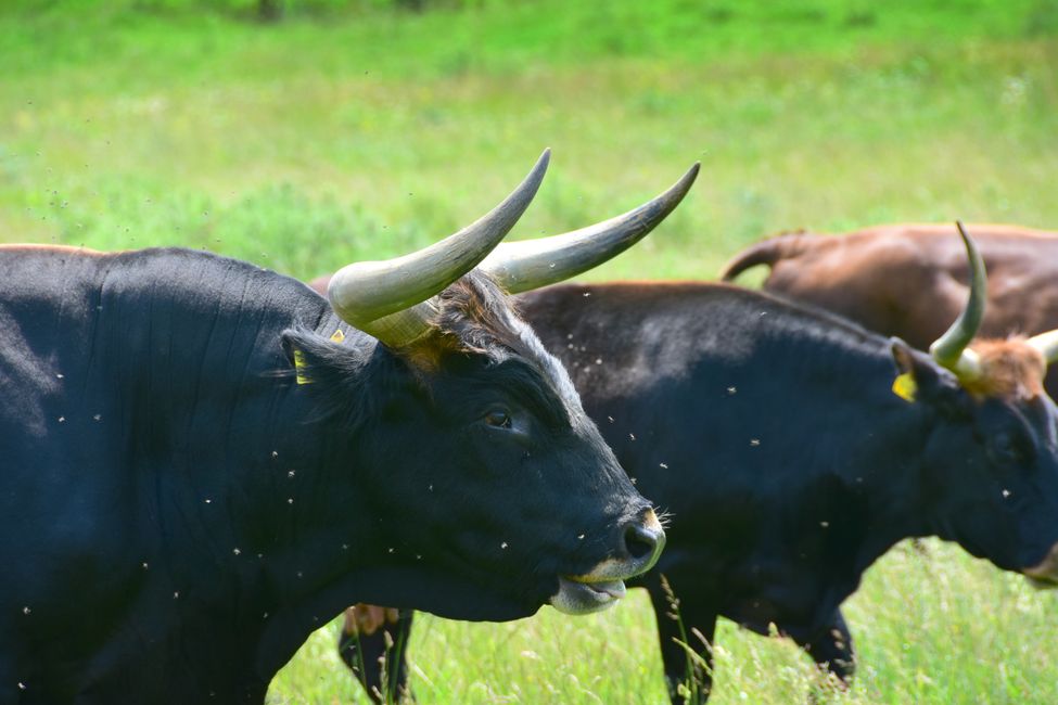 * * * S E C H T A S A F A R I - der Auerochsenweg
bei Bopfingen * * *