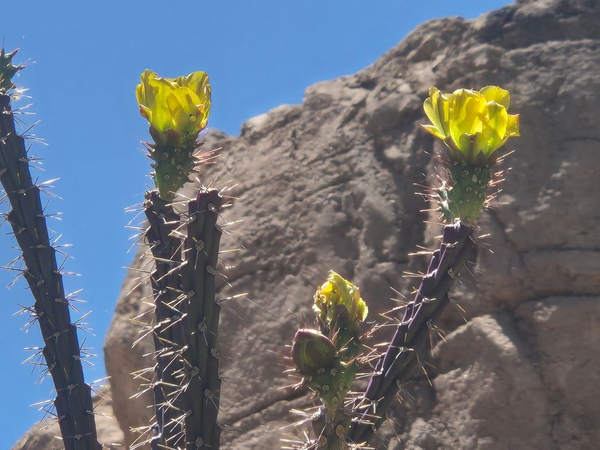 En el Museo del Desierto Arizona-Sonora
