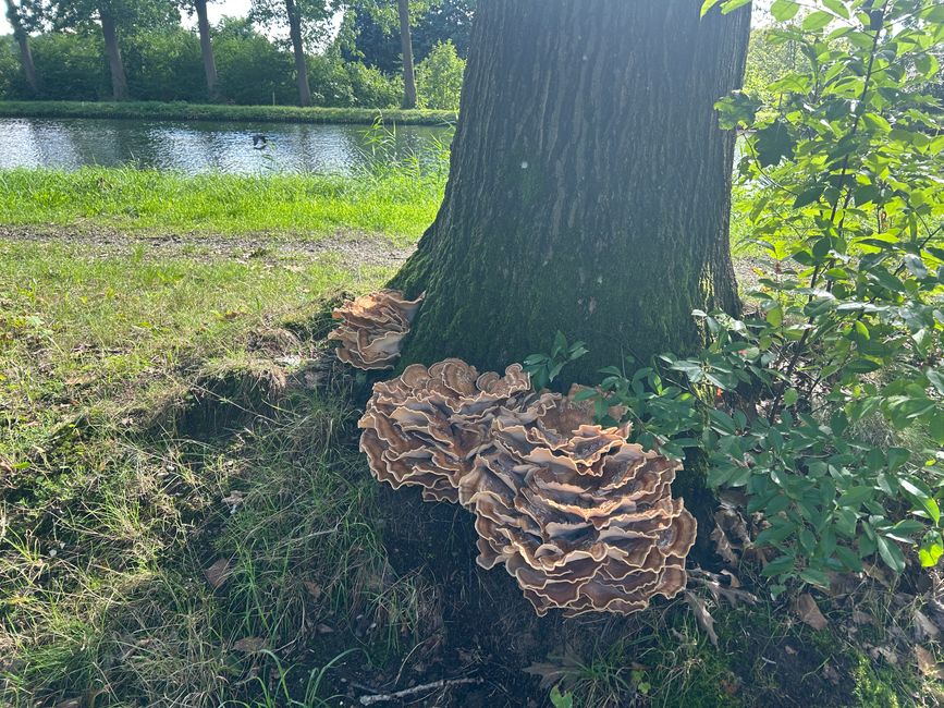Warum so groß ?