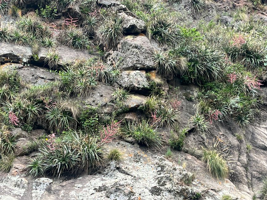 Trekking (Los Gigantes)