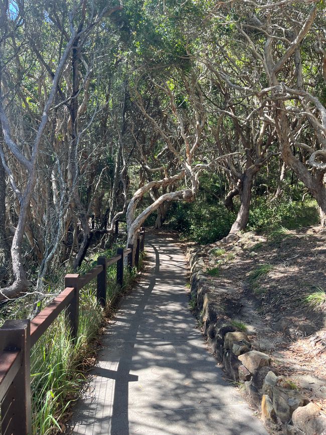 Noosa: Wanderwege, Begegnungen & ein Waran, der meinen Weg blockierte