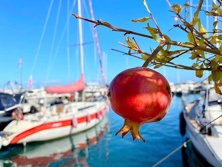 Ein einsamer Granatapfel im geschäftigen Hafen von Porto Santo Stefano.