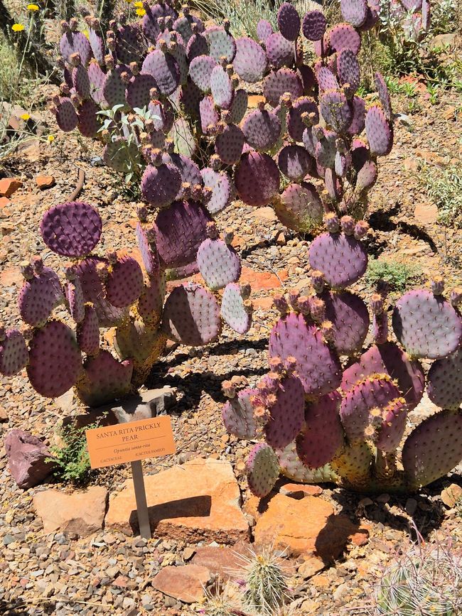 En el Museo del Desierto Arizona-Sonora