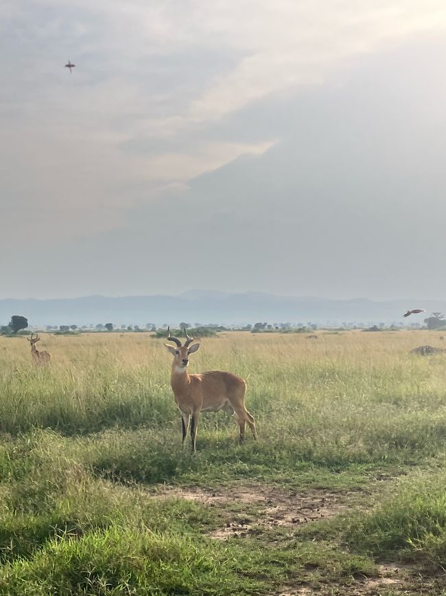 Queen Elizabeth Nationalpark