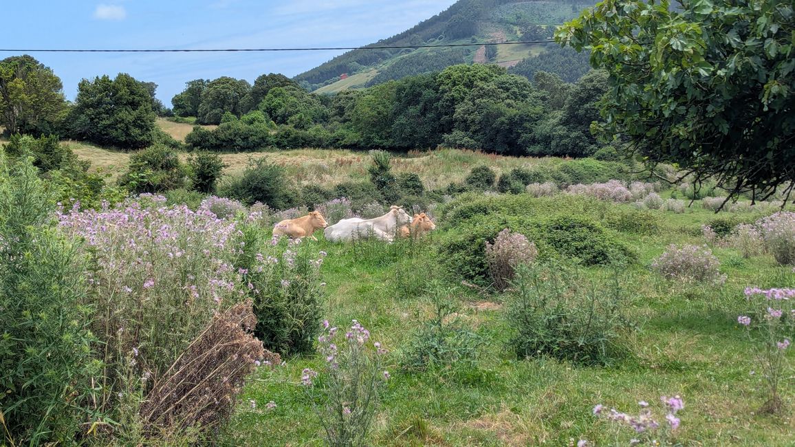 5. Etappe Camino del Norte von Santona nach Güemes