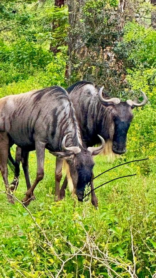 Flamingo tented camp at Lake Nakuru