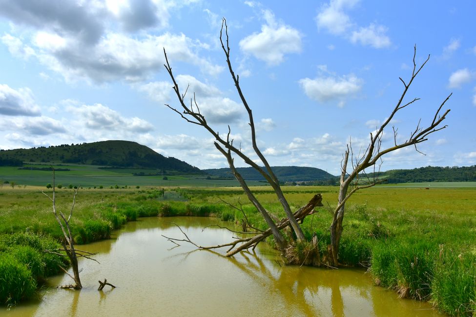 * * * S E C H T A S A F A R I - der Auerochsenweg
bei Bopfingen * * *