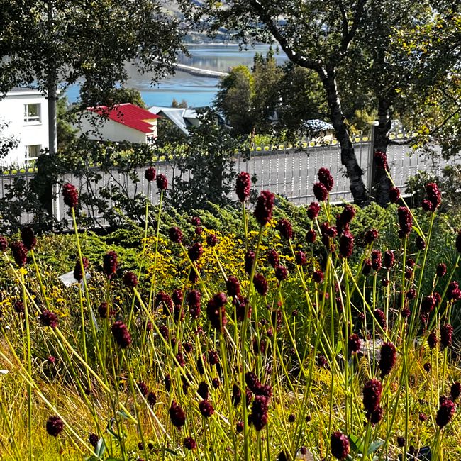 Akureyri