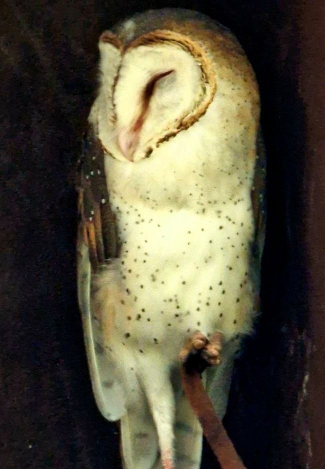 Bird Park
