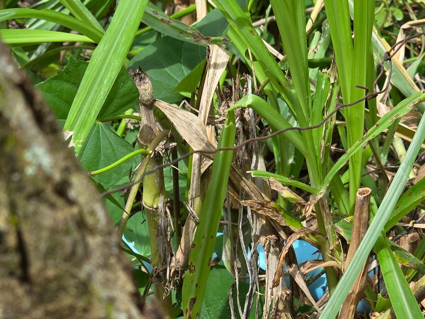 Aki Ra's Cambodia Landmine Museum