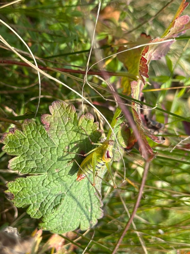 Abschied von den Bergen