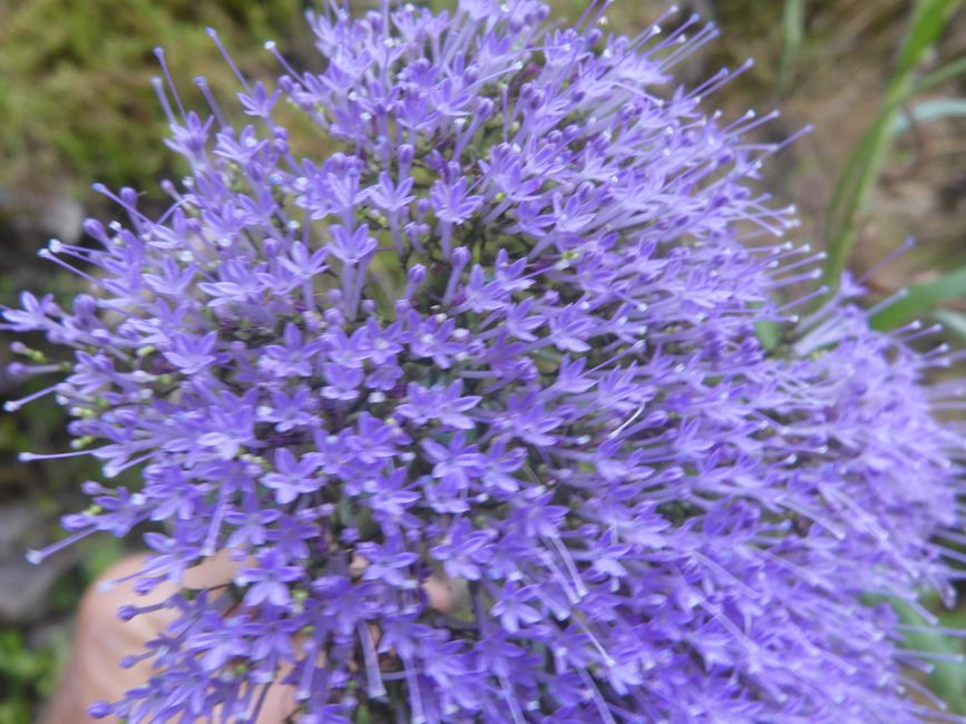 2025-07-22 Flores