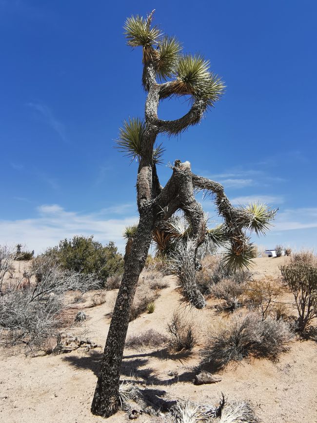 Vom Joshua Tree NP über die Route 66 nach Laughlin