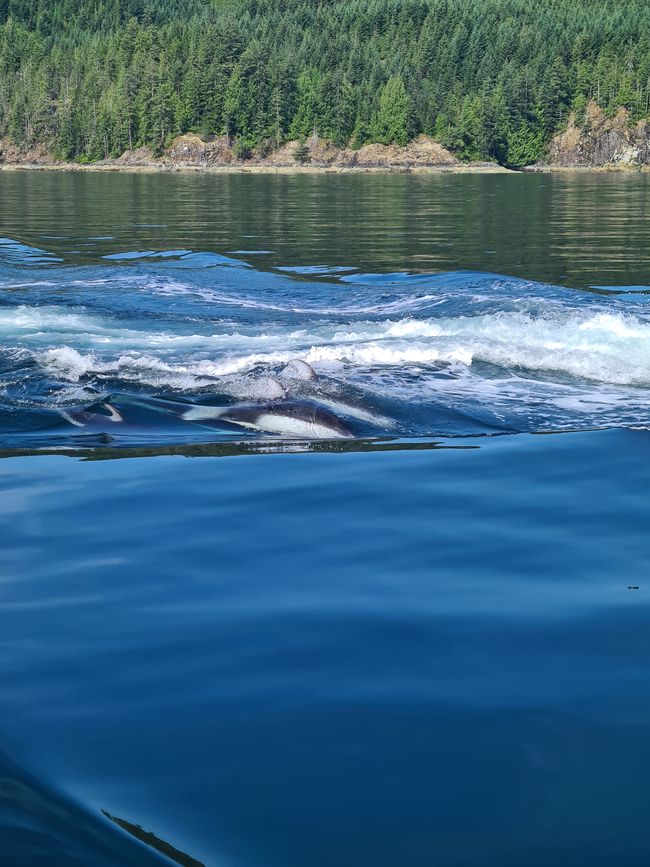 Delfines