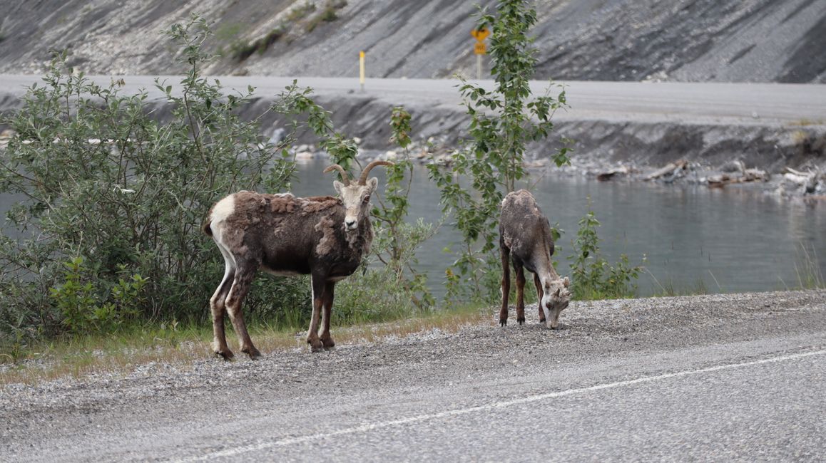 Caribou