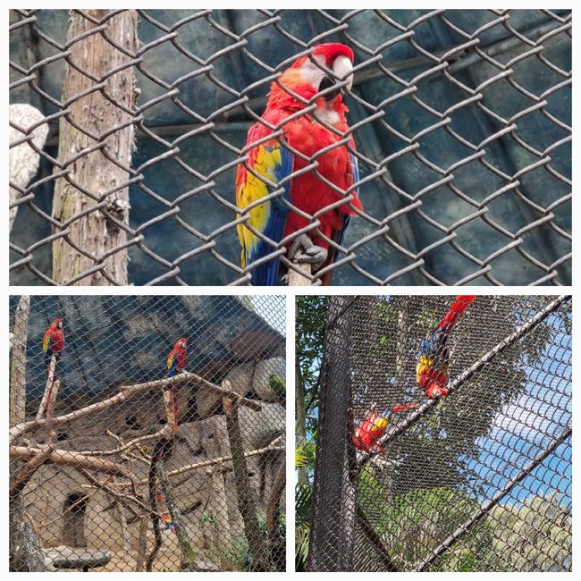 Tag drei: Zoo Aurora und Stadtteil Cayala