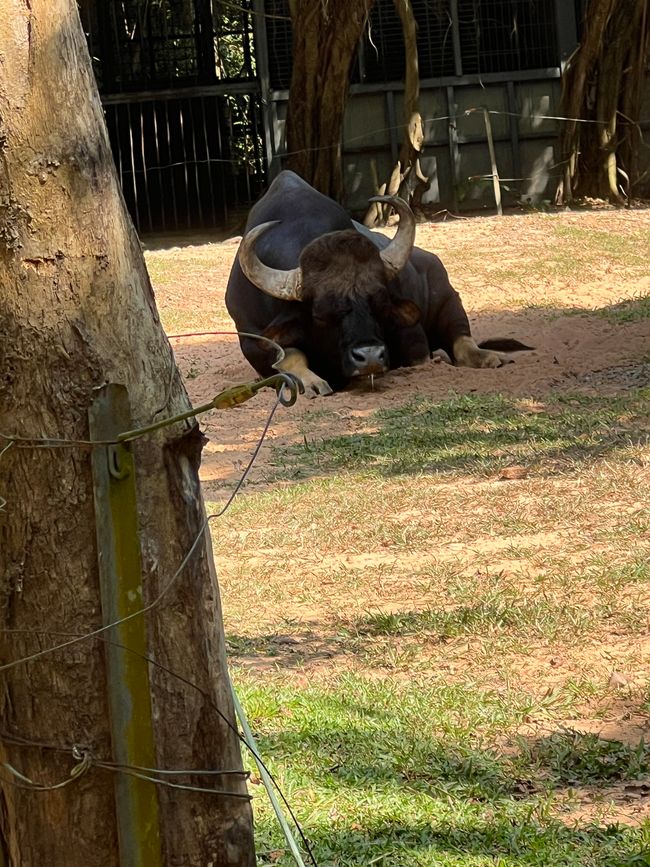 Tag 16 - Phu Quoc: Tierische Higloghts und glitzerndes Einhorn