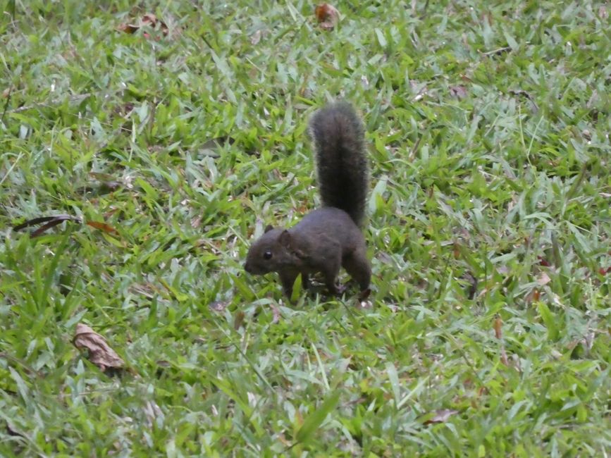 Squirrels on the hotel grounds