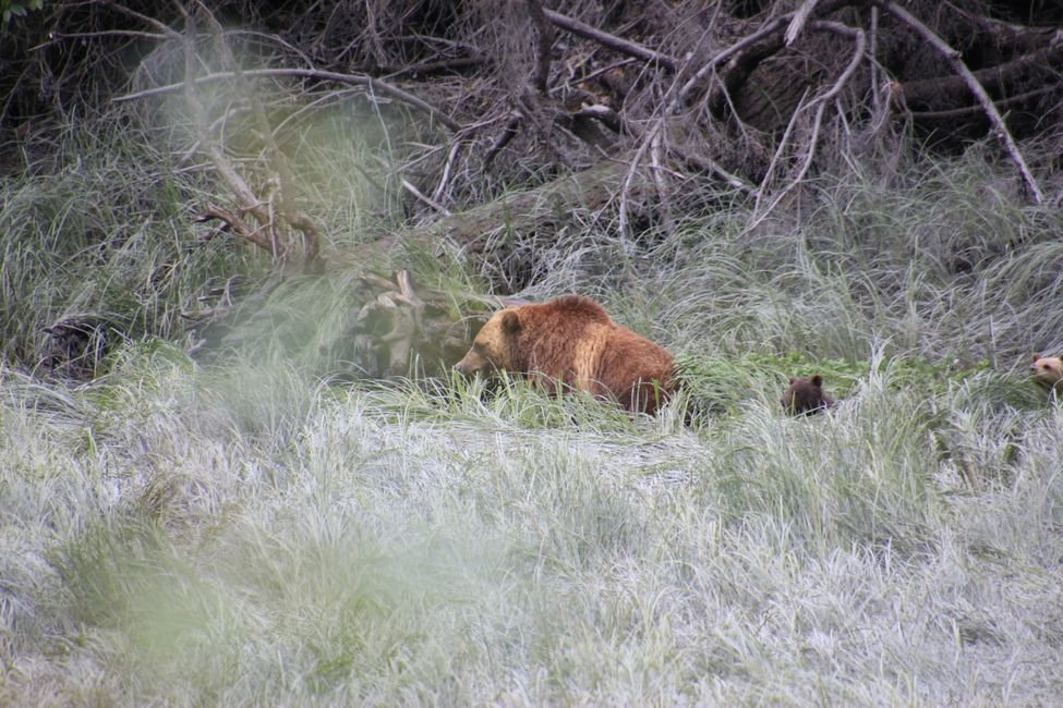 Grizzlybärin mit 2 Cubs