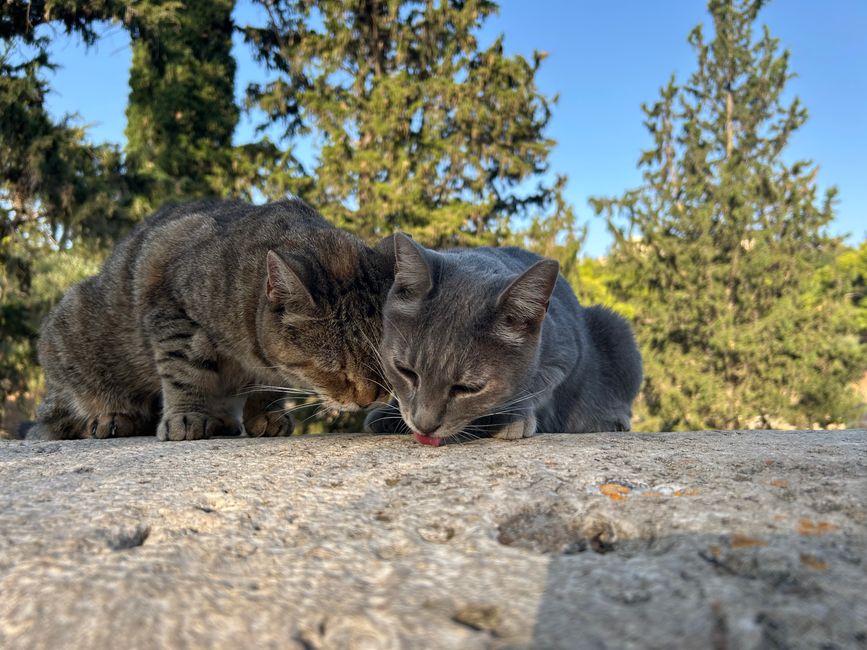 Katzen der Akropolis