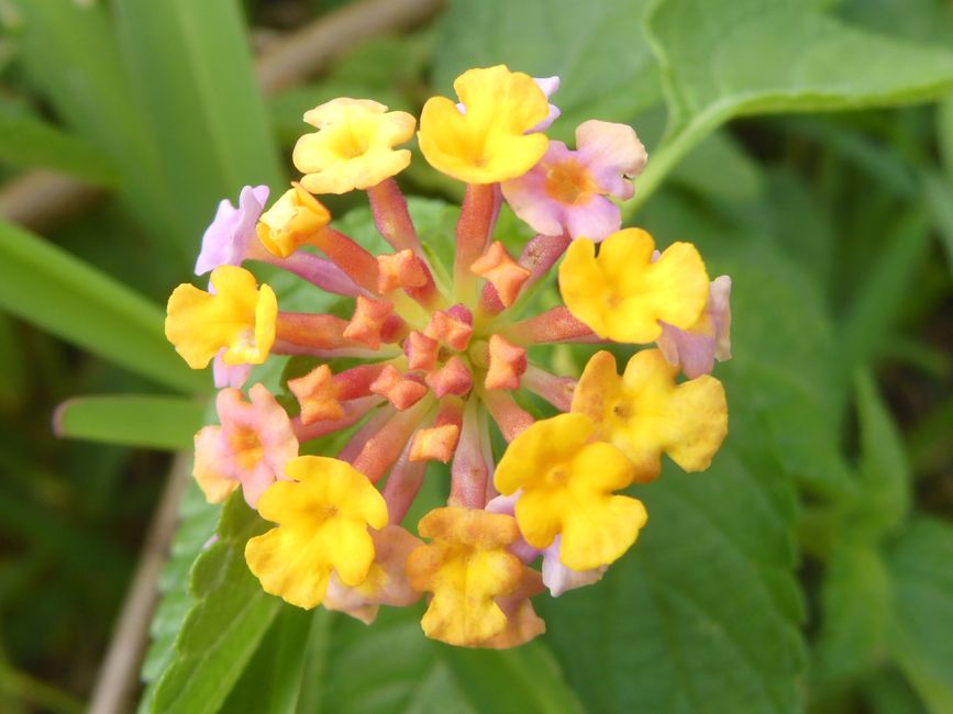 Lantana