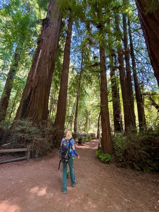 Giant Redwood Forest
