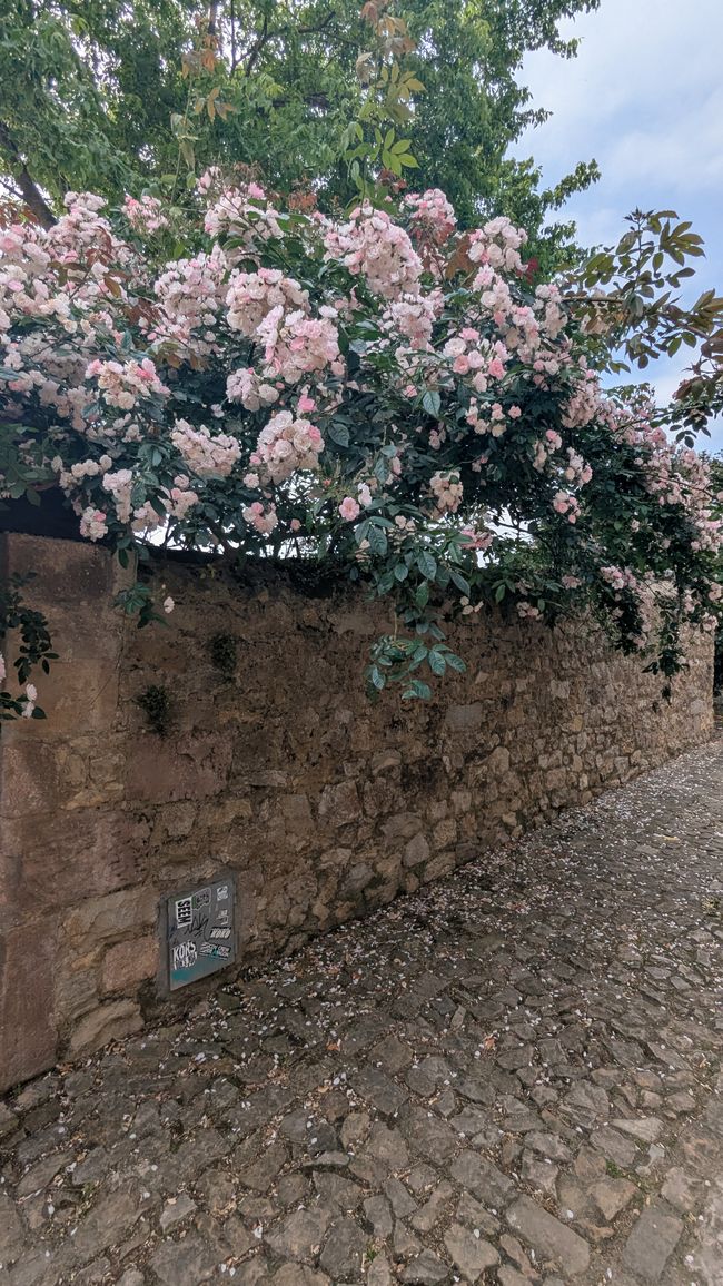 8. Etappe Camino del Norte von Boo de Piélagos nach Santillana del Mar