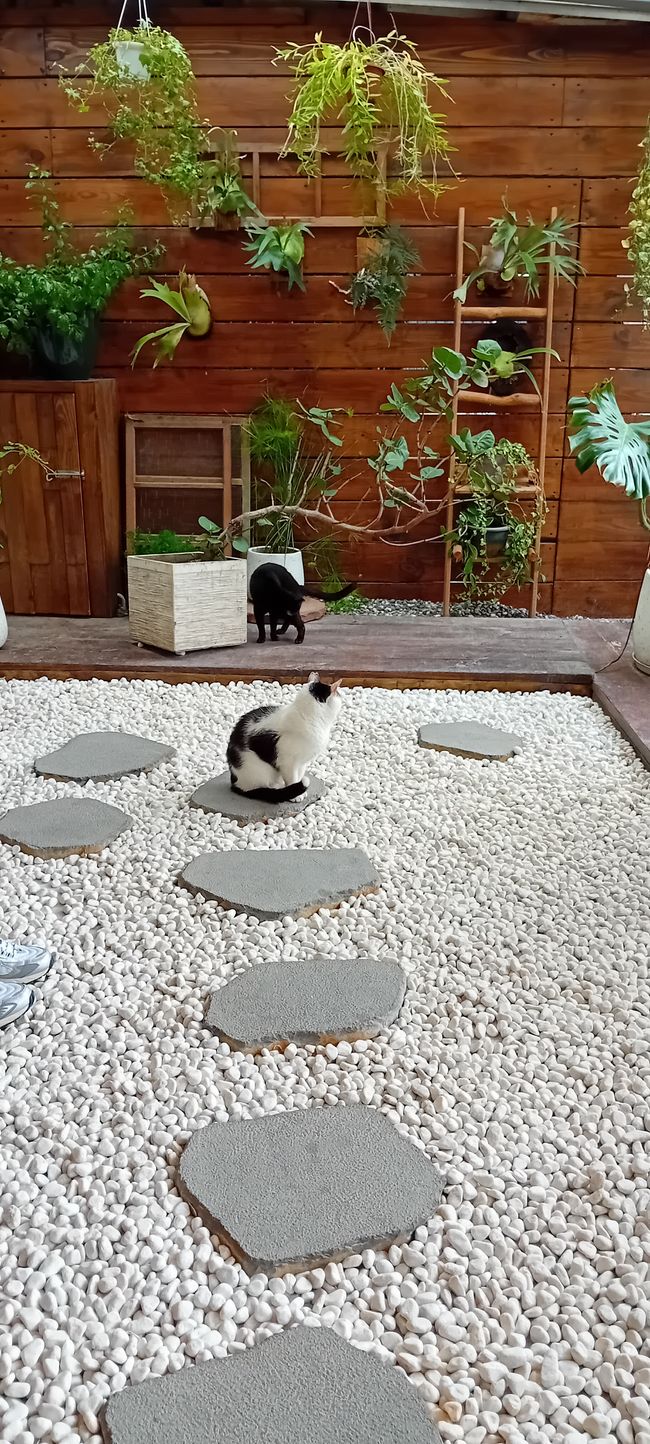 Houtong 🐱 Katzenstadt