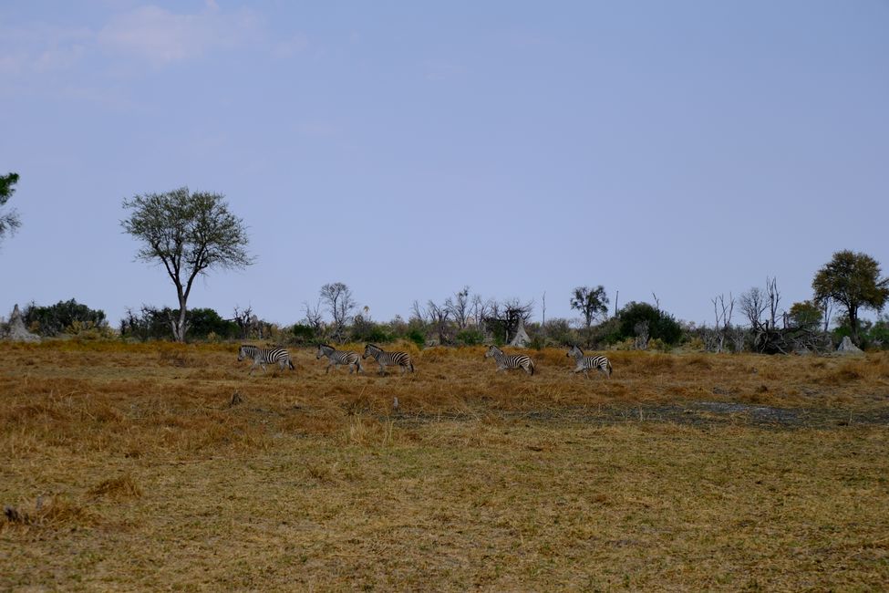 Delta del Okavango 🇧🇼