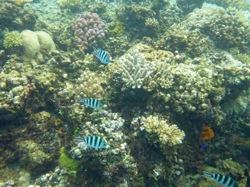 Lomaloma, Insel Vanua Balavu, Fidschi