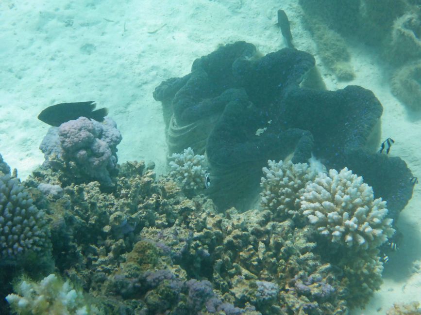Arutanga - Aitutaki (Isole Cook)